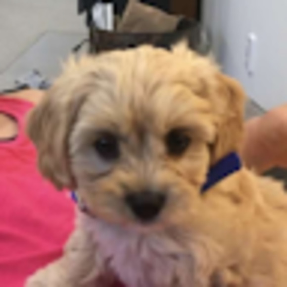 Meet your Posher, Alex - Picture 1 of 1